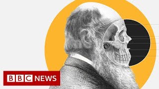 Theory of Evolution How did Darwin come up with it  BBC News [upl. by Nwahsuq]