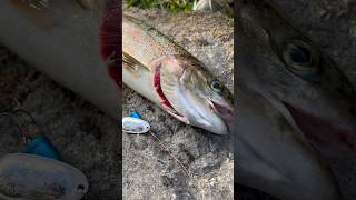 Clackamas River Summer Steelhead fishing [upl. by Nylave]