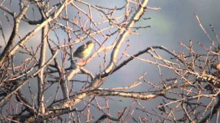 Tottavilla  Woodlark  Lullula arborea [upl. by Acceb332]