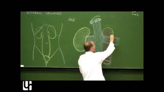 Anatomie générale 8  Appareil urinaire General anatomy of the urinary system [upl. by Eenot]