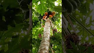 Tall Papaya Tree Loaded with Ripe and Green Fruits [upl. by Einna]