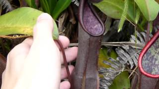 CP Video Series Episode 28  Nepenthes sanguinea black form Genting Highlands [upl. by Annavaig]