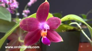 OrchidWeb  Phalaenopsis species [upl. by Oedama135]