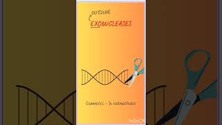 Endonuclease Vs Exonuclease dnareplication dna gatexl lifescience [upl. by Avaria]