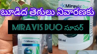 syngenta miravis duo working on powdery mildew [upl. by Yromem]