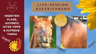 🐴🌞 Hitzetipps für Dein Pferd HufrehePrävention amp Insektenplage [upl. by Celio656]