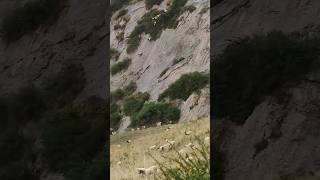 Goats playing in mountains 🏔️🐐 [upl. by Ayik620]