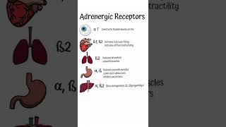 Autonomic PharmacologyAdrenergic receptor Sites pharmacology medical [upl. by Horgan]