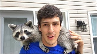 Living With A Raccoon 1 Year Update [upl. by Rosa]