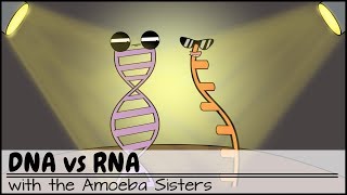 DNA vs RNA Updated [upl. by Korrie]