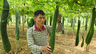 Harvesting Giant Squash Goes To Market sell  Pet Care  Solo Survival [upl. by Etnuad]