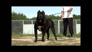 Black presa canario [upl. by Sabec]