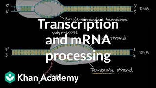 Transcription and mRNA processing  Biomolecules  MCAT  Khan Academy [upl. by Enileuqkcaj]