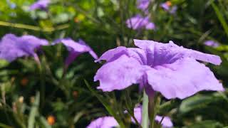 Ruellia tuberosa 💜💜💜Plantnature gardenflowerplants [upl. by Kurtzman380]