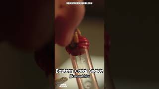 Deadly Eastern Coral Snake Venom Extraction CAUGHT ON CAMERA [upl. by Komara]