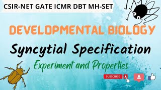 Syncytial Specification l Developmental Biology l Modes of Specification [upl. by Old956]