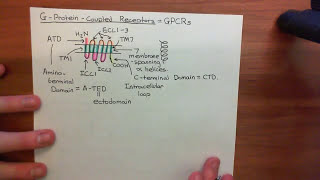 VIP and PACAP Receptors Part 1 [upl. by Rotkiv]