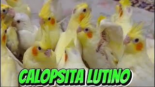 Calopsita lutino características como reproduzir calopsita lutino  A história da calopsita lutino [upl. by Anid969]