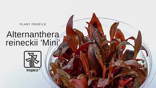 Alternanthera reineckii Mini [upl. by Ahtar636]