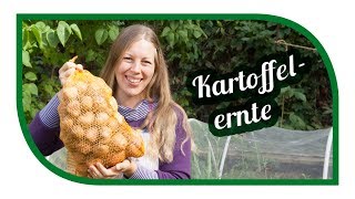 Kartoffeln pflanzen und ernten 🥔 die beste Sorte für die Tonne Sack oder Kübel [upl. by Peh22]