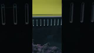 Easy Nano Reef Tank for Clownfish Beginners 🐟 [upl. by Eeslek380]