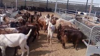 Baladna goats farm in Qatar 2017 [upl. by Ier46]