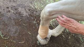 Play day with my Percheron horse Julie [upl. by Zed]