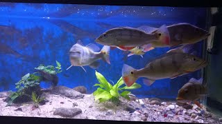 Cichla Kelberi and Monoculus Peacock Bass feeding 🦐 [upl. by Yduj472]