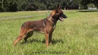 Belgian Malinois Appearance of the working type [upl. by Piers]