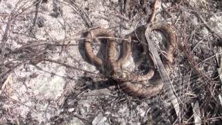 Eastern Coachwhip Snake Masticophis flagellum flagellum Shaw 1802 [upl. by Amaj]