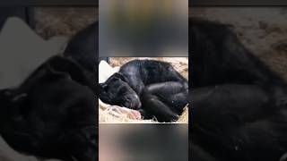 Sweet Reunion Chimp Reunites with Mom after treatment for snake bite [upl. by Nibas612]