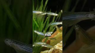 Chinas Big Experiment on Zebrafish trending shorts ytshorts [upl. by Egerton723]