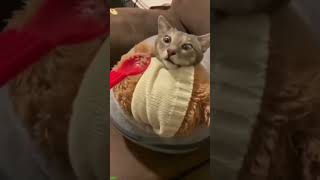 Cute Animals ❤️ New Funny Cats 2024 🙀 mewmew Ep 8497 [upl. by Solita259]