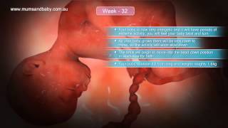 Pregnancy Week 32 wwwmumsandbabycom [upl. by Elwin]