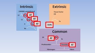 Fibrinolysis Thrombolysis and Anticoagulation [upl. by Jeni]