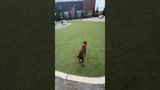 8 MTH OLD PUDELPOINTER ROADIE WORKING ON RETRIEVES dogtraining duckhunting birddog huntingdog [upl. by Aikaz65]