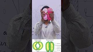 Opening And Closing of stomata Demonstration class10 scienceexperiment science [upl. by Frechette]