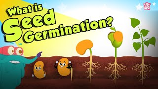 What Is Seed Germination  SEED GERMINATION  Plant Germination  Dr Binocs Show  Peekaboo Kidz [upl. by Pebrook]