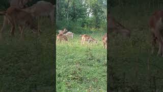 Rahmaniya goatfarm Madaripur [upl. by Georglana]