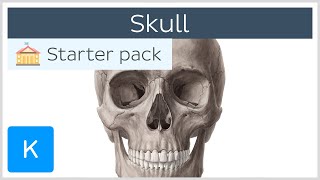 Bones of the Skull Neurocranium and Viscerocranium  Human Anatomy  Kenhub [upl. by Lleryd164]