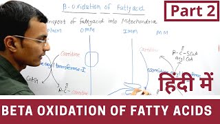 Beta Oxidation of Fatty acids in Hindi  Part 2 [upl. by Aibar419]