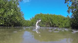 Fly Fishing for Tarpon Holbox Mexico with The Sandflea [upl. by Salema]