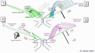 Anatomy of the inguinal region simplified [upl. by Haziza]