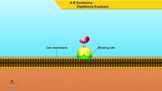 A B Exotoxins Diphtheria Exotoxin  Microbiology animations [upl. by Azitram]