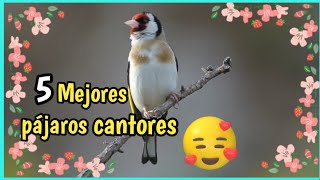 Pájaros cantando  Mejores Pájaros cantores en el Bosque [upl. by Eltotsira64]