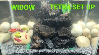 widow tetra tank set up [upl. by Karim]