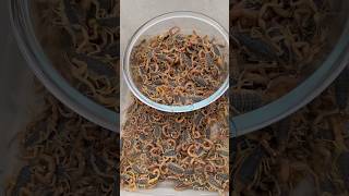 scorpion farming in china  most amazing facts about scorpions scorpion shorts [upl. by Aihsenal]