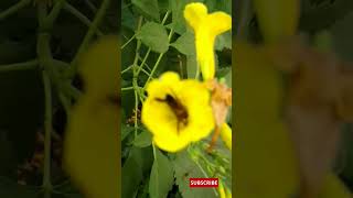 टेकोमा स्टैन्स फूलों पर मधुमक्खियाँ  Honey bees on Tecoma stans flowers nature shorts ytshorts [upl. by Zora562]