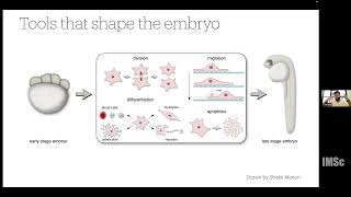 Role of intercellular adhesion in cell migration  A cellular potts model perspective [upl. by Ilona]