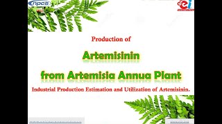 Production of Artemisinin from Artemisia Annua Plant [upl. by Aiello]